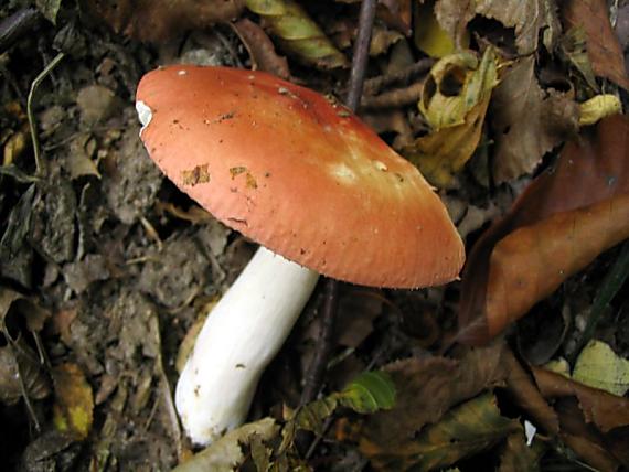 plávka Russula sp.