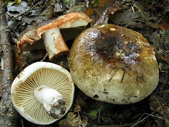 plávka černejúca Russula nigricans Fr.