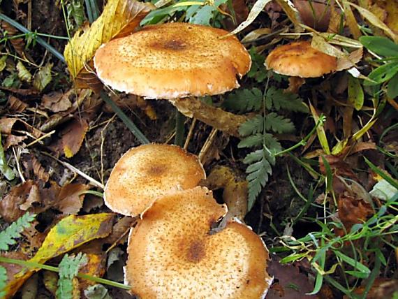 podpňovka Armillaria sp.