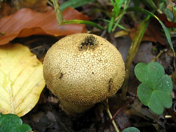 prášnica bradavičnatá Lycoperdon perlatum Pers.