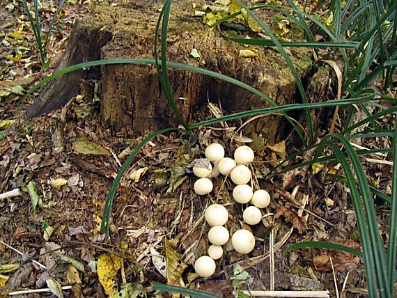 prášnica hruškovitá Lycoperdon pyriforme Schaeff.