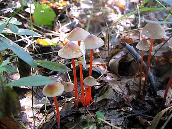 prilbička šafranová Mycena crocata (Schrad.) P. Kumm.