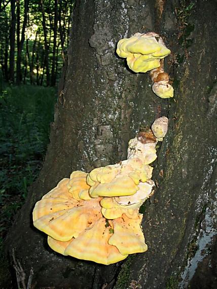 sírovec obyčajný Laetiporus sulphureus (Bull.) Murrill