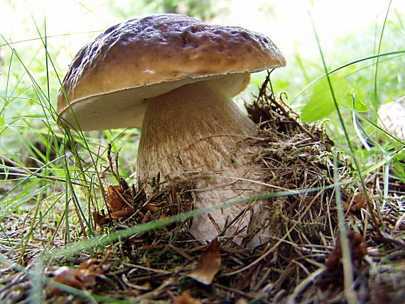 hríb smrekový Boletus edulis Bull.