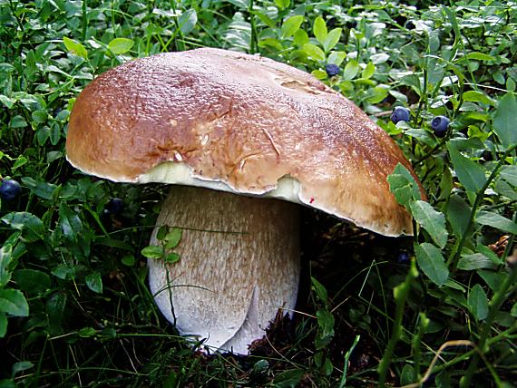 hríb smrekový Boletus edulis Bull.