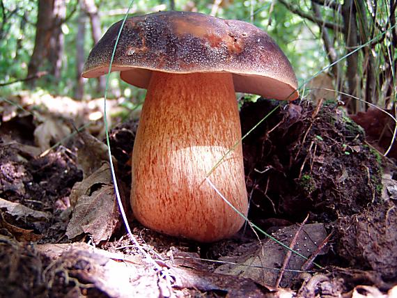 hríb bronzový Boletus aereus Bull. ex Fr.