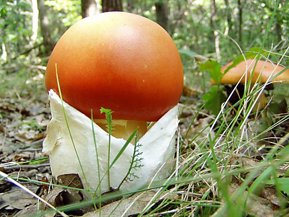 muchotrávka cisárska Amanita caesarea (Scop.) Pers.