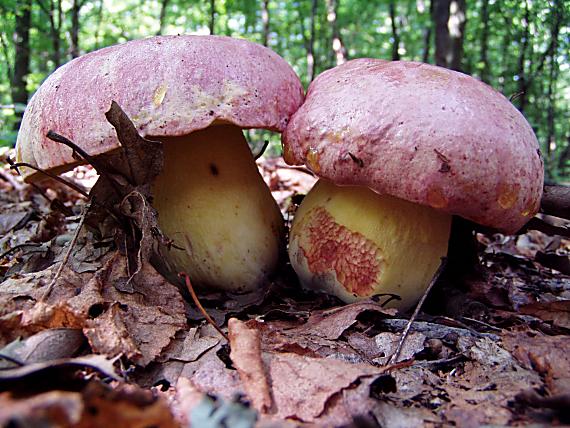 hríb kráľovský Butyriboletus regius (Krombh.) D. Arora & J.L. Frank