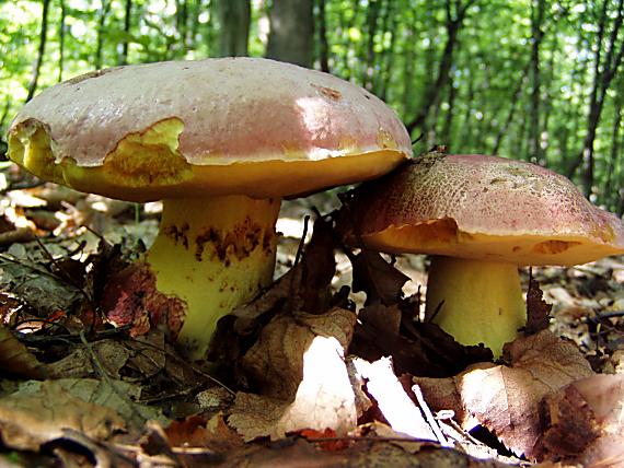 hríb kráľovský Butyriboletus regius (Krombh.) D. Arora & J.L. Frank