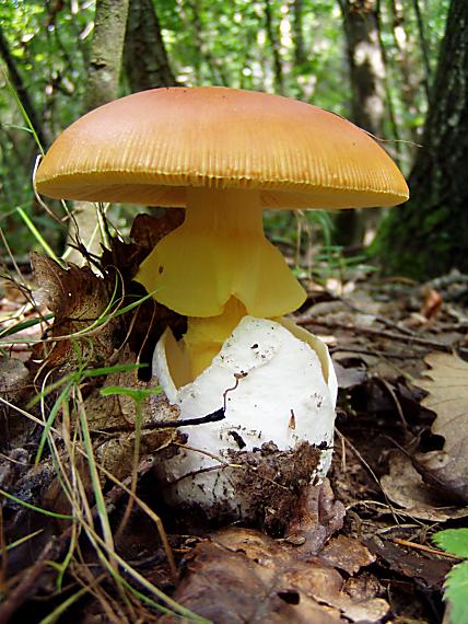 muchotrávka cisárska Amanita caesarea (Scop.) Pers.