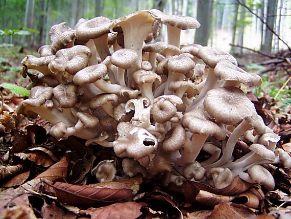 trúdnik klobúčkatý Polyporus umbellatus (Pers.) Fr.