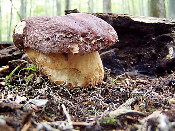 hríb sosnový Boletus pinophilus Pil. et Dermek in Pil.