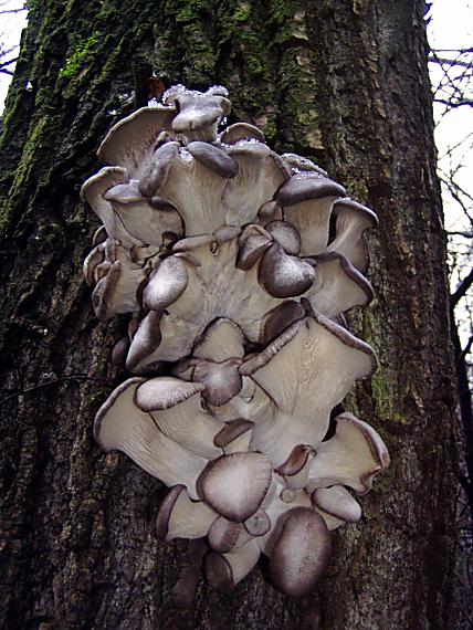 hliva ustricovitá Pleurotus ostreatus (Jacq.) P. Kumm.