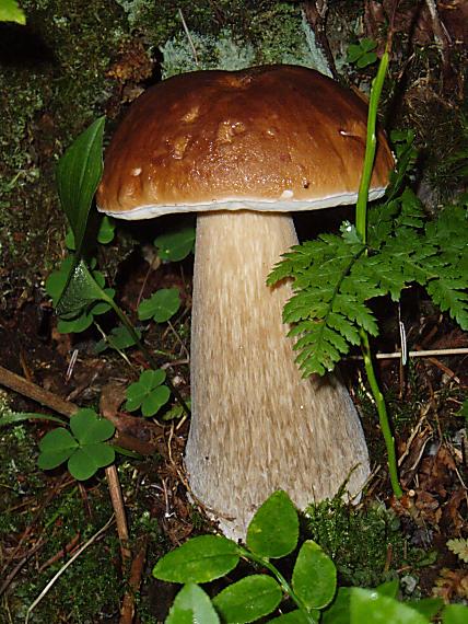 hríb smrekový Boletus edulis Bull.