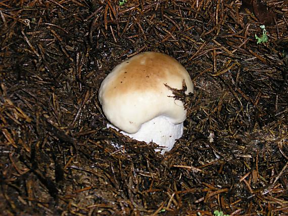 hríb smrekový Boletus edulis Bull.