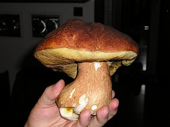 hríb Boletus sp.