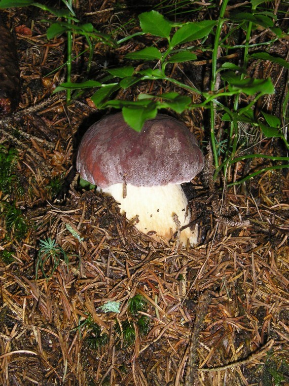 hríb sosnový Boletus pinophilus Pil. et Dermek in Pil.