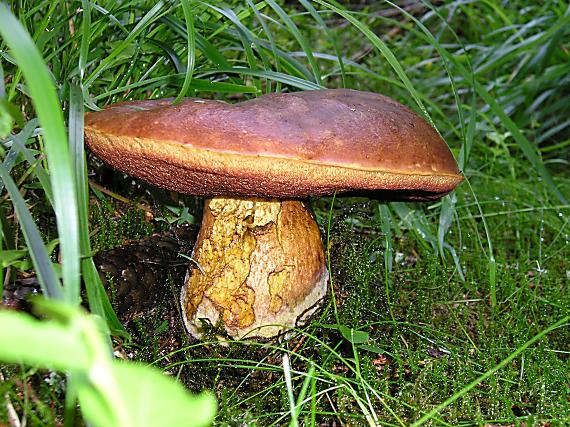 hríb Boletus sp.