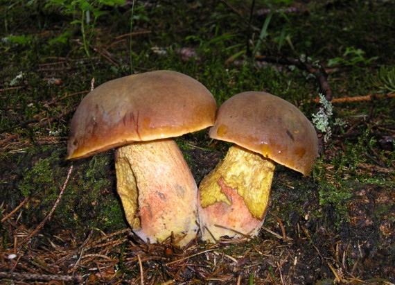 hríb zrnitohlúbikový Sutorius luridiformis (Rostk.) G. Wu & Zhu L. Yang