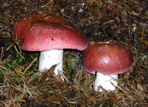 plávka vínovočervená?? Russula xerampelina?