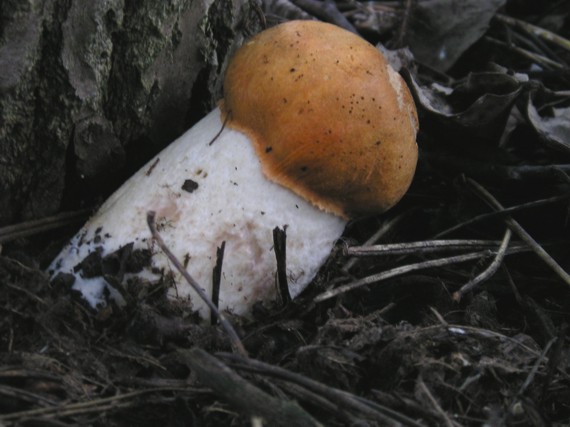 kozák osikový Leccinum albostipitatum den Bakker & Noordel.