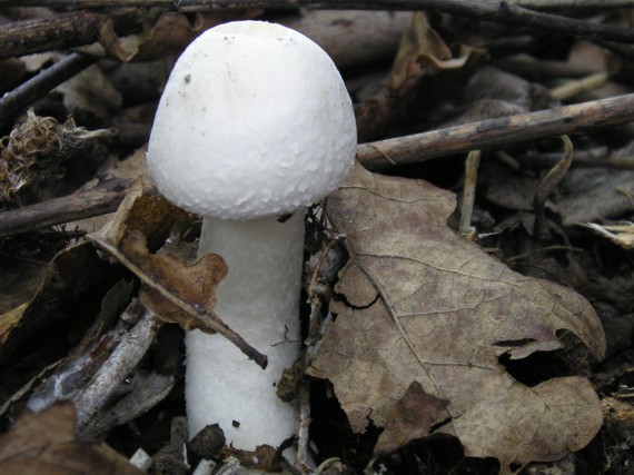 pečiarka Agaricus sp.