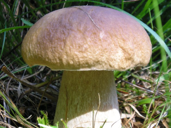 hríb smrekový Boletus edulis Bull.