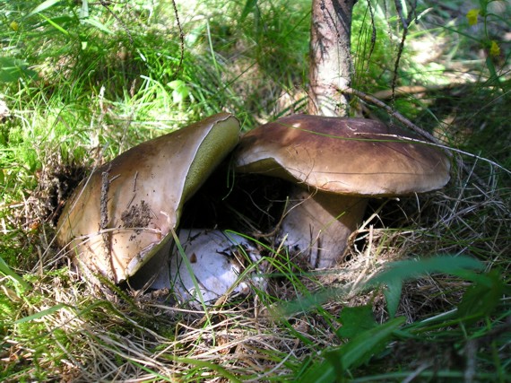 hríb smrekový Boletus edulis Bull.