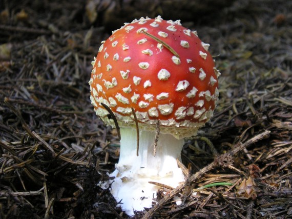 muchotrávka červená Amanita muscaria (L.) Lam.