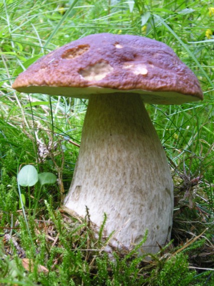 hríb smrekový Boletus edulis Bull.