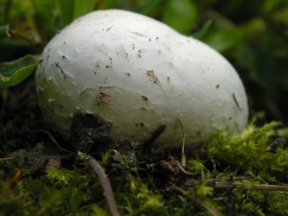 škárka kožovitá Mycenastrum corium (Guers.) Desv.