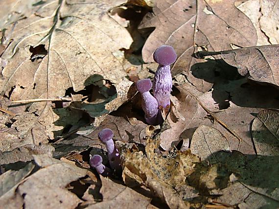 lakovka ametystová Laccaria amethystina (Huds.) Cooke