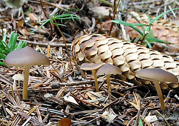 peniazočka smreková Strobilurus esculentus (Wulfen) Singer