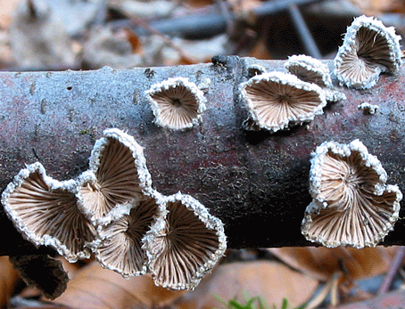 klanolupeňovka obyčajná Schizophyllum commune Fr.