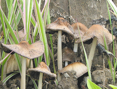 hnojník ligotavý Coprinellus micaceus (Bull.) Vilgalys, Hopple & Jacq. Johnson