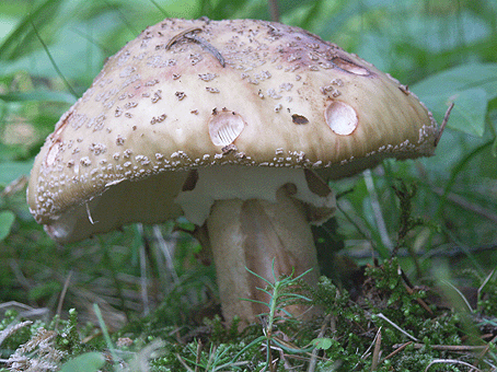 muchotrávka červenkastá Amanita rubescens Pers.