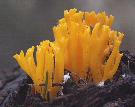 parôžkovec lepkavý Calocera viscosa (Pers.) Fr.