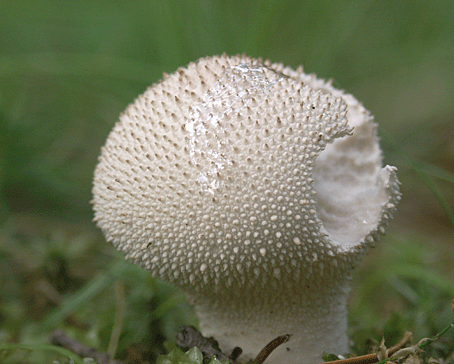 prášnica bradavičnatá Lycoperdon perlatum Pers.