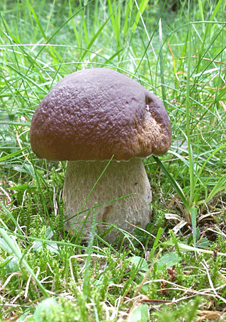 hríb smrekový Boletus edulis Bull.