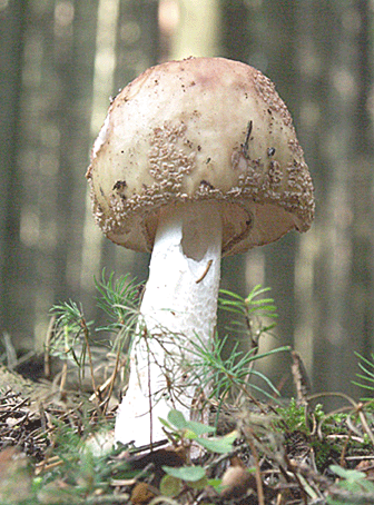 muchotrávka červenkastá Amanita rubescens Pers.