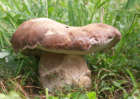 hríb dubový Boletus reticulatus Schaeff.