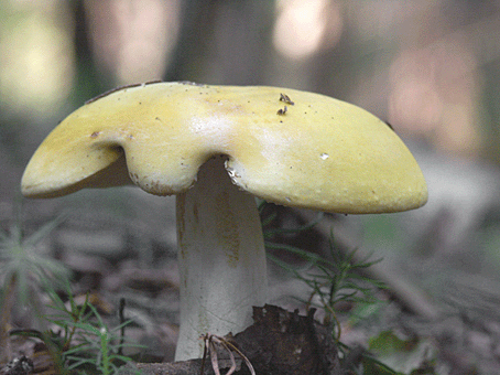 plávka chrómovožltá? Russula claroflava Grove