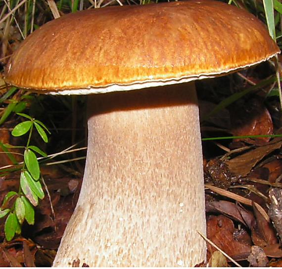 hríb smrekový Boletus edulis Bull.