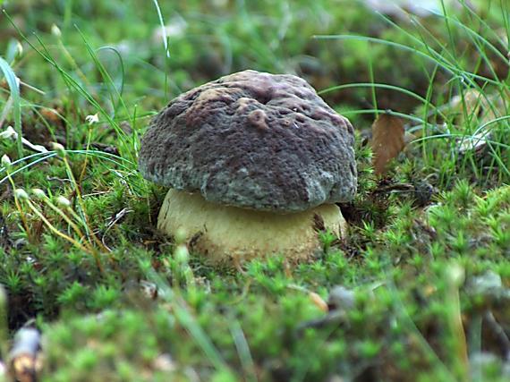 hríb sosnový Boletus pinophilus Pil. et Dermek in Pil.