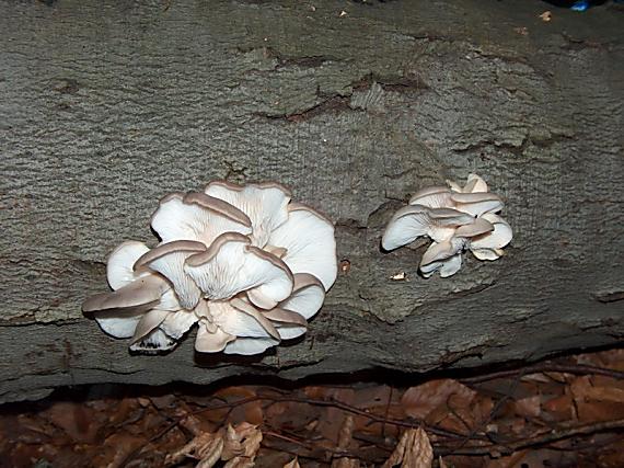 hliva buková Pleurotus pulmonarius (Fr.) Quél.