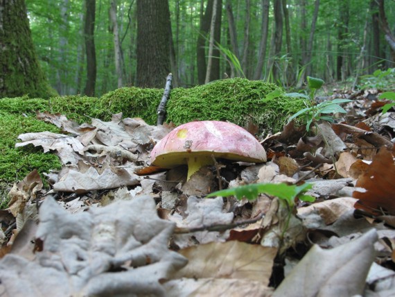 hríb kráľovský Butyriboletus regius (Krombh.) D. Arora & J.L. Frank