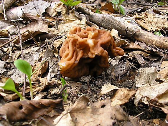 ušiak obrovský Gyromitra gigas (Krombh.) Cooke