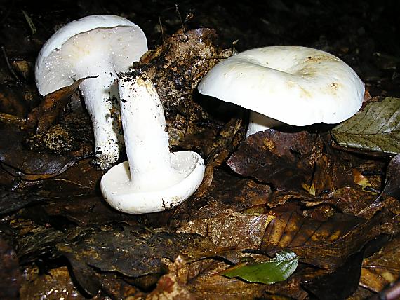 rýdzik korenistý Lactarius piperatus (L.) Pers.