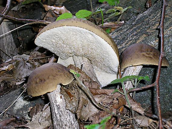 kozák hrabový Leccinum pseudoscabrum (Kallenb.) Šutara