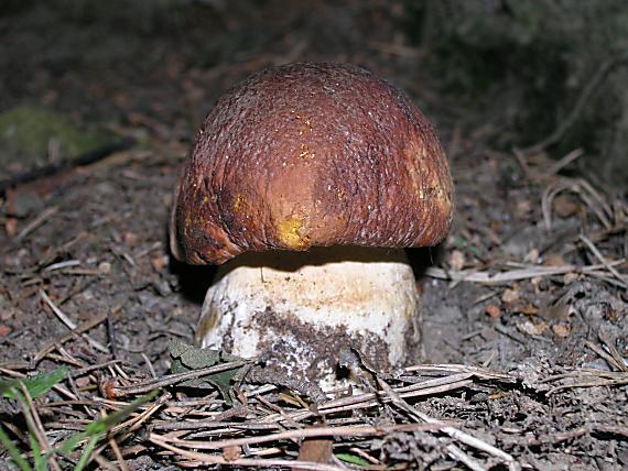 hríb sosnový Boletus pinophilus Pil. et Dermek in Pil.